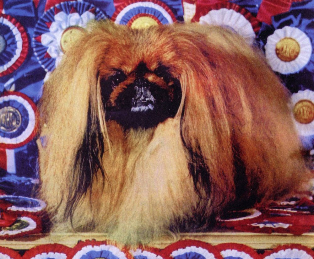 100 Years of Best in Show